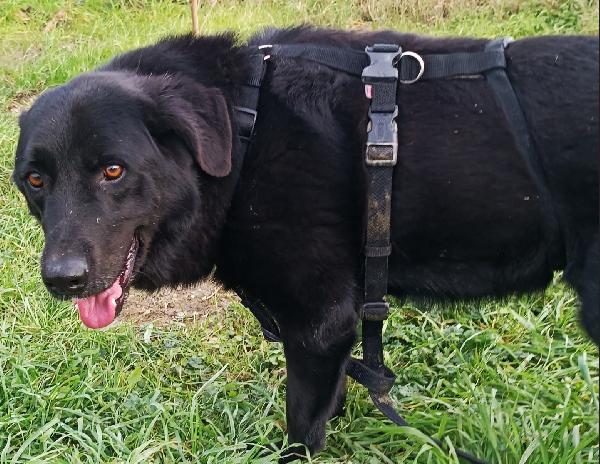 Connor, cerca casa (adozione del cuore) Foto 2